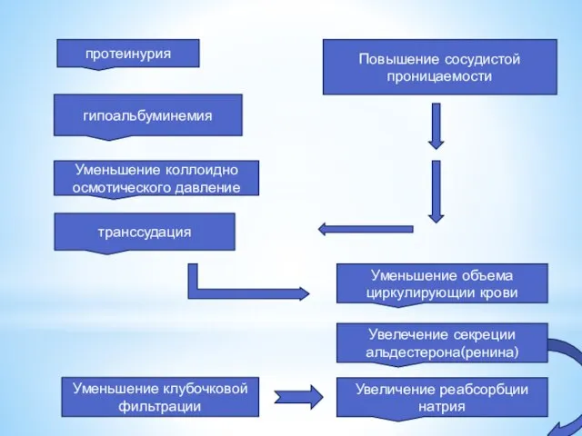 протеинурия гипоальбуминемия Уменьшение коллоидно осмотического давление транссудация Повышение сосудистой проницаемости Уменьшение объема