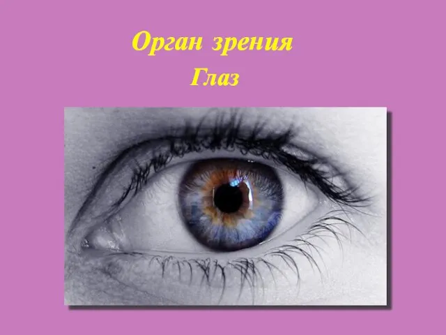 Орган зрения Глаз