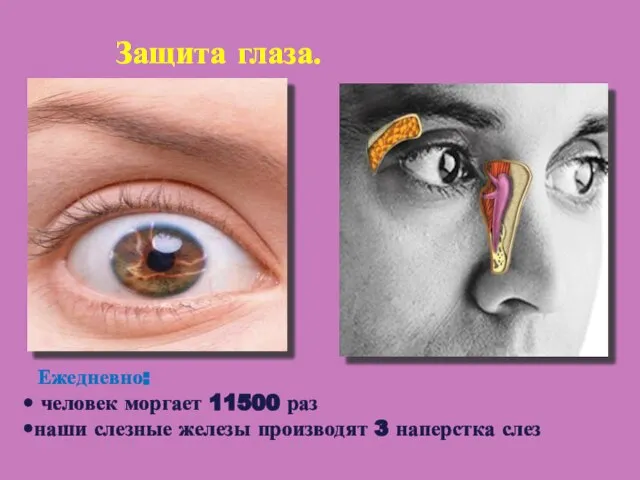 Защита глаза. Ежедневно: человек моргает 11500 раз наши слезные железы производят 3 наперстка слез