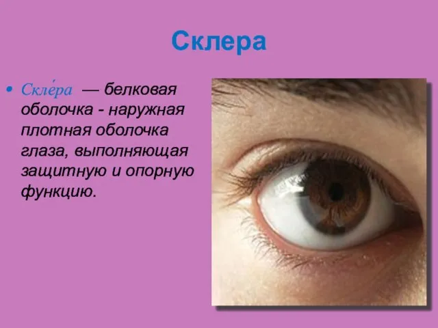 Склера Скле́ра — белковая оболочка - наружная плотная оболочка глаза, выполняющая защитную и опорную функцию.