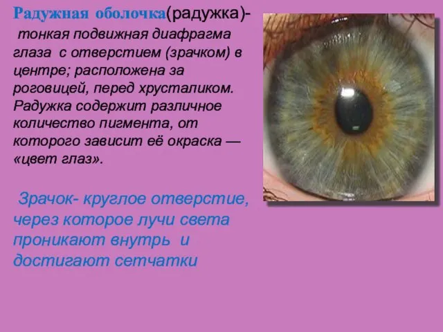 Радужная оболочка(радужка)- тонкая подвижная диафрагма глаза с отверстием (зрачком) в центре; расположена