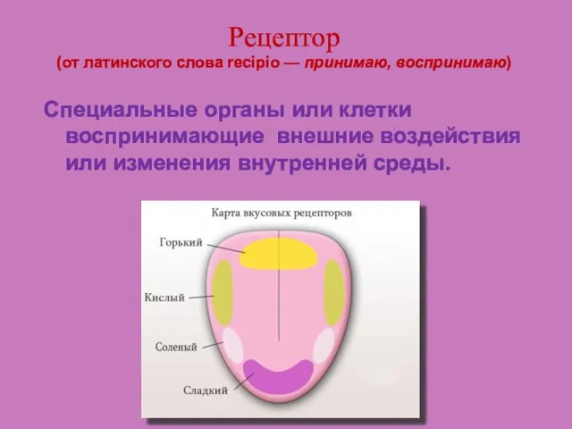 Рецептор (от латинского слова recipio — принимаю, воспринимаю) Специальные органы или клетки