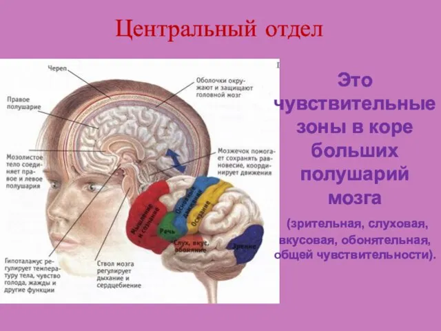 Центральный отдел Это чувствительные зоны в коре больших полушарий мозга (зрительная, слуховая, вкусовая, обонятельная, общей чувствительности).