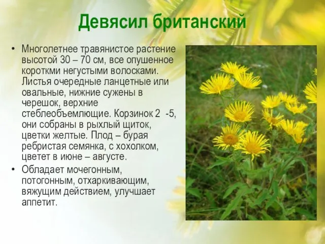 Девясил британский Многолетнее травянистое растение высотой 30 – 70 см, все опушенное