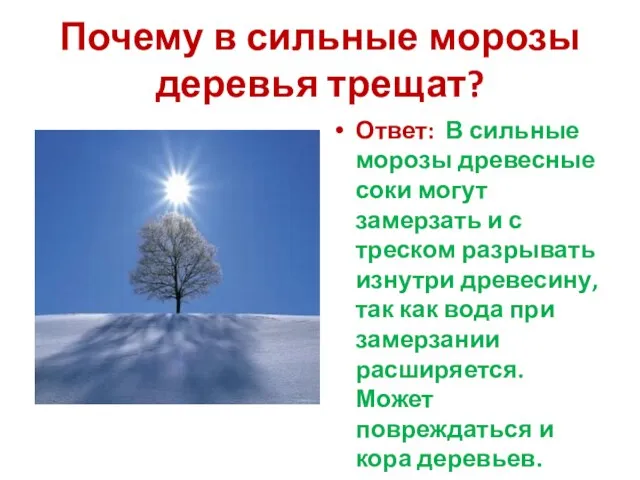 Почему в сильные морозы деревья трещат? Ответ: В сильные морозы древесные соки