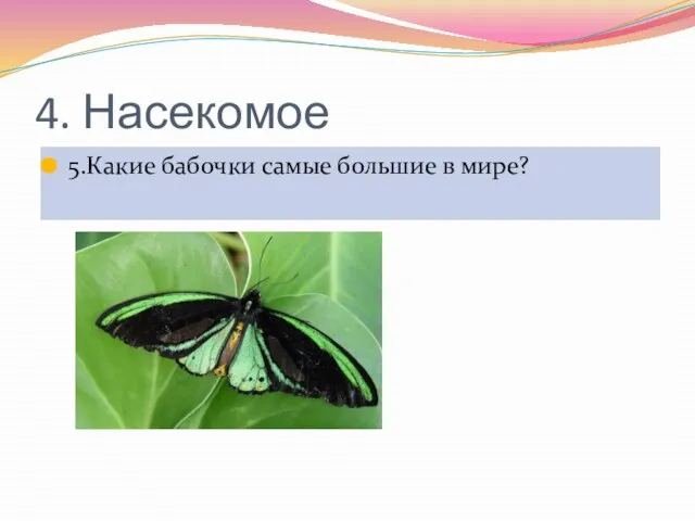 4. Насекомое 5.Какие бабочки самые большие в мире?