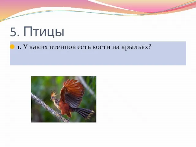 5. Птицы 1. У каких птенцов есть когти на крыльях?