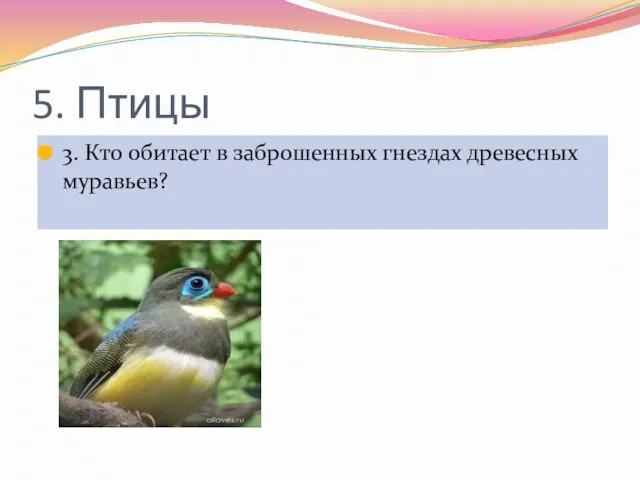 5. Птицы 3. Кто обитает в заброшенных гнездах древесных муравьев?