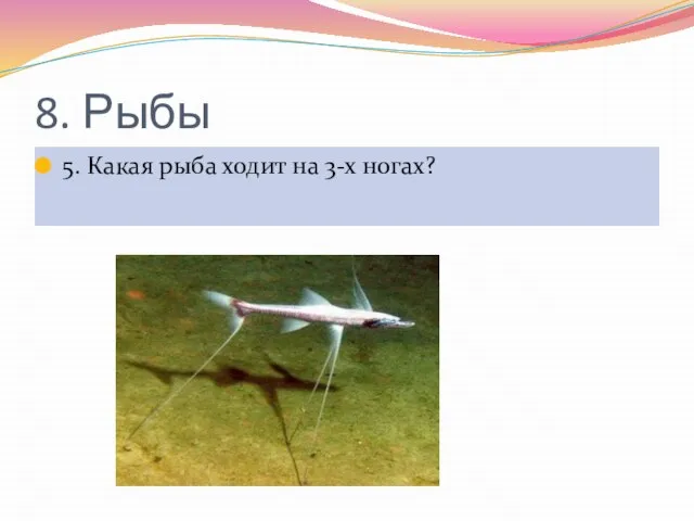 8. Рыбы 5. Какая рыба ходит на 3-х ногах?