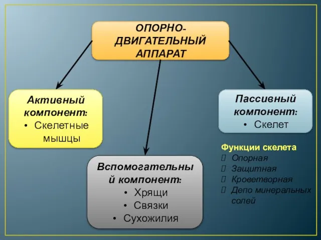 ОПОРНО-ДВИГАТЕЛЬНЫЙ АППАРАТ Активный компонент: Скелетные мышцы Пассивный компонент: Скелет Вспомогательный компонент: Хрящи