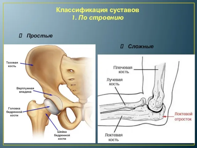 Классификация суставов 1. По строению Простые Сложные