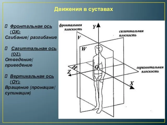 Движения в суставах Фронтальная ось (ОХ): Сгибание/ разгибание Сагиттальная ось (OZ): Отведение/