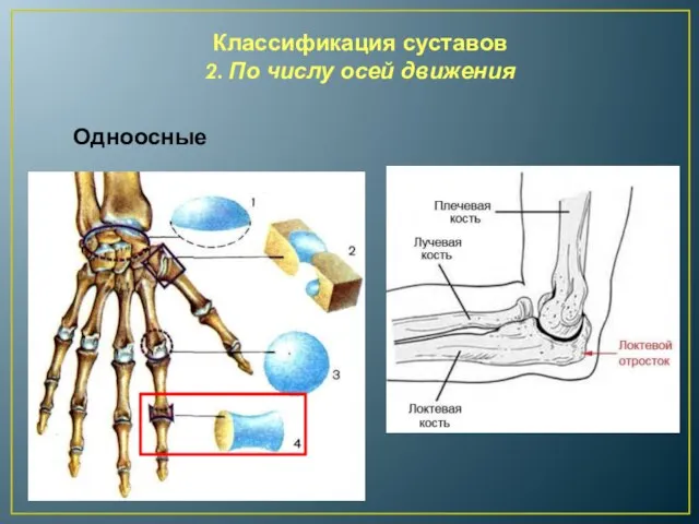 Классификация суставов 2. По числу осей движения Одноосные