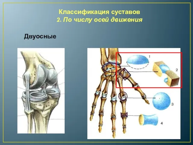 Классификация суставов 2. По числу осей движения Двуосные