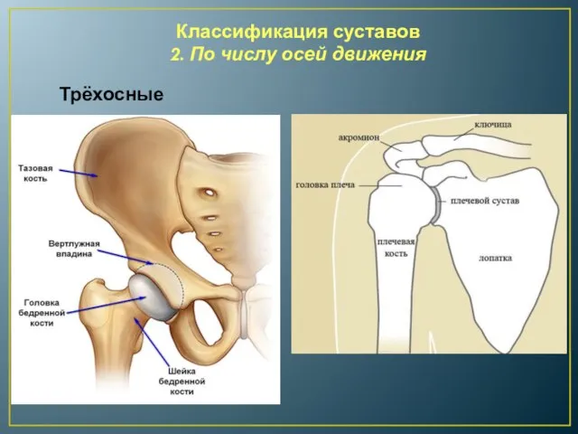 Классификация суставов 2. По числу осей движения Трёхосные