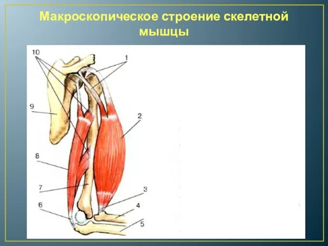 Макроскопическое строение скелетной мышцы