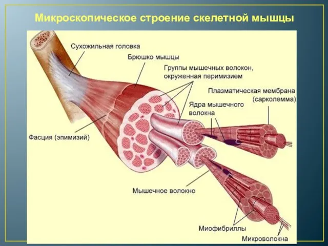 Микроскопическое строение скелетной мышцы