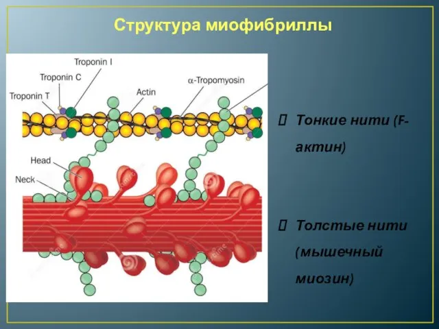 Тонкие нити (F-актин) Толстые нити (мышечный миозин) Структура миофибриллы