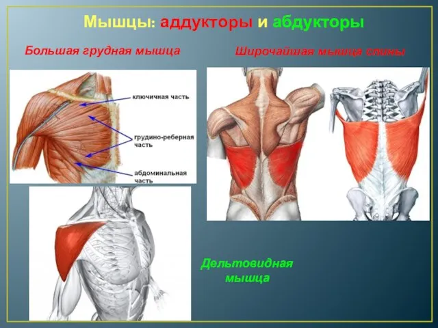 Мышцы: аддукторы и абдукторы