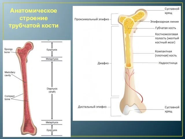 Анатомическое строение трубчатой кости