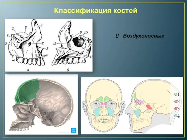 Воздухоносные Классификация костей