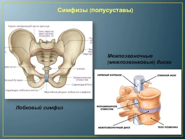 Симфизы (полусуставы) Лобковый симфиз Межпозвоночные (межпозвонковые) диски