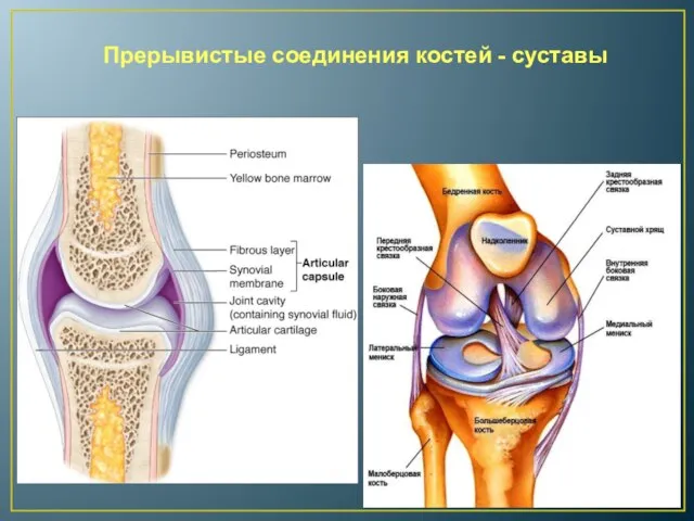 Прерывистые соединения костей - суставы