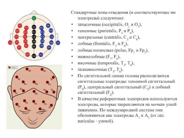 Стандартные зоны отведения (и соответствующие им электроды) следующие: затылочные (occipitalis, О1 и