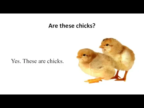 Are these chicks? Yes. These are chicks.