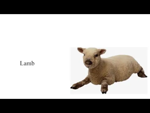 Lamb