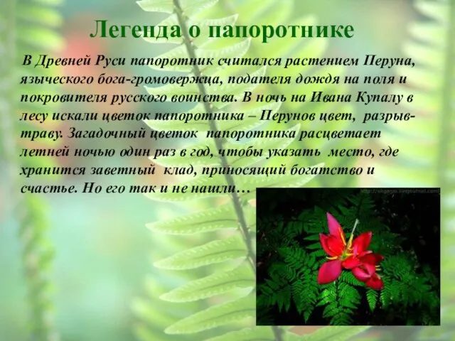 Легенда о папоротнике В Древней Руси папоротник считался растением Перуна, языческого бога-громовержца,