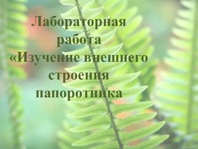 Лабораторная работа «Изучение внешнего строения папоротника