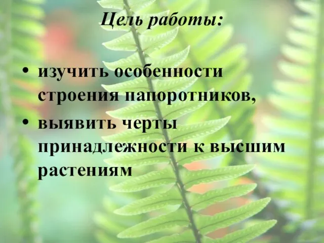 Цель работы: изучить особенности строения папоротников, выявить черты принадлежности к высшим растениям