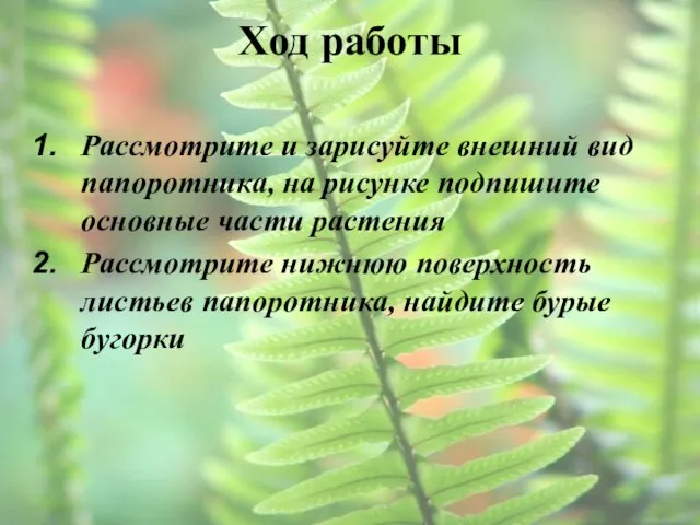 Ход работы Рассмотрите и зарисуйте внешний вид папоротника, на рисунке подпишите основные