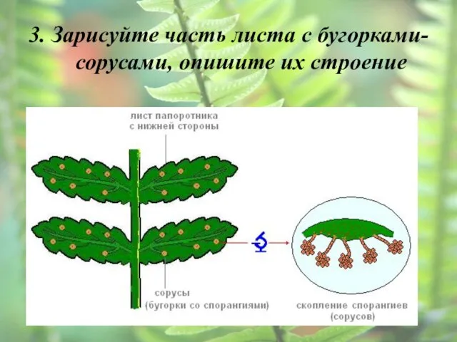 3. Зарисуйте часть листа с бугорками-сорусами, опишите их строение