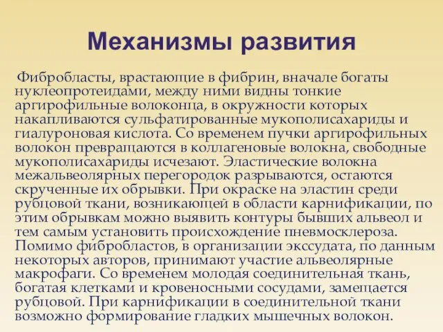 Механизмы развития Фибробласты, врастающие в фибрин, вначале богаты нуклеопротеидами, между ними видны