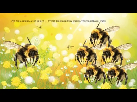 Это одна пчела, а это много … (пчел). Покажи одну пчелу, теперь покажи пчел