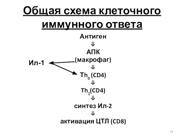 Общая схема клеточного иммунного ответа Антиген ⇓ АПК (макрофаг) ⇓ Тh0 (CD4)