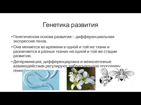 Генетика развития Генетическая основа развития – дифференциальная экспрессия генов. Она меняется во