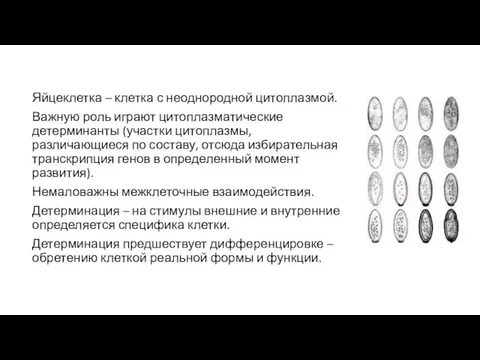 Яйцеклетка – клетка с неоднородной цитоплазмой. Важную роль играют цитоплазматические детерминанты (участки