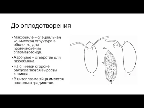 До оплодотворения Микропиле – специальная коническая структура в оболочке, для проникновения сперматозоида.