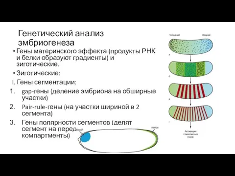 Генетический анализ эмбриогенеза Гены материнского эффекта (продукты РНК и белки образуют градиенты)