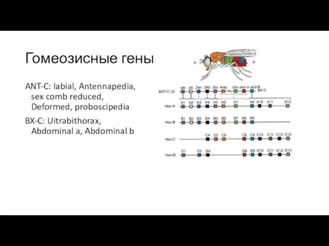 Гомеозисные гены ANT-C: labial, Antennapedia, sex comb reduced, Deformed, proboscipedia BX-C: Uitrabithorax, Abdominal a, Abdominal b