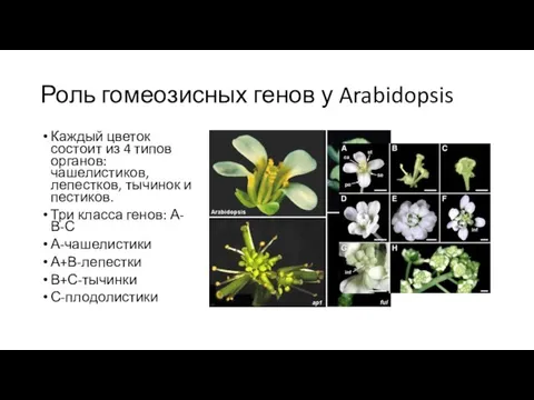 Роль гомеозисных генов у Arabidopsis Каждый цветок состоит из 4 типов органов:
