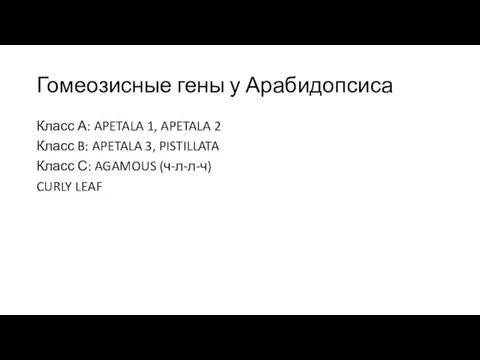 Гомеозисные гены у Арабидопсиса Класс А: APETALA 1, APETALA 2 Класс B: