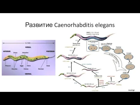 Развитие Caenorhabditis elegans