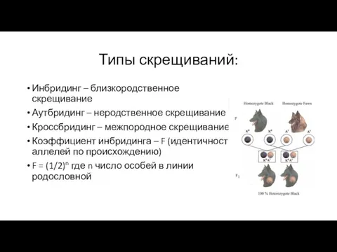 Типы скрещиваний: Инбридинг – близкородственное скрещивание Аутбридинг – неродственное скрещивание Кроссбридинг –