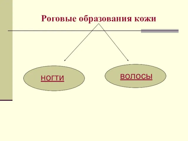 Роговые образования кожи ногти волосы