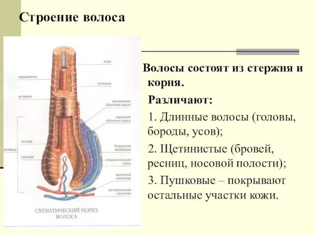 Строение волоса Волосы состоят из стержня и корня. Различают: 1. Длинные волосы