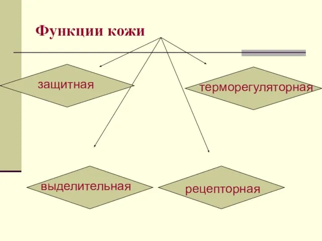 Функции кожи защитная выделительная терморегуляторная рецепторная